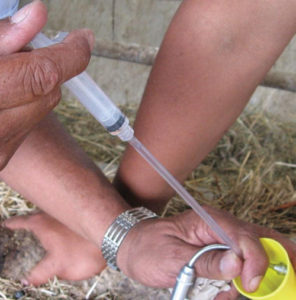 Sheep Artificial Insemination